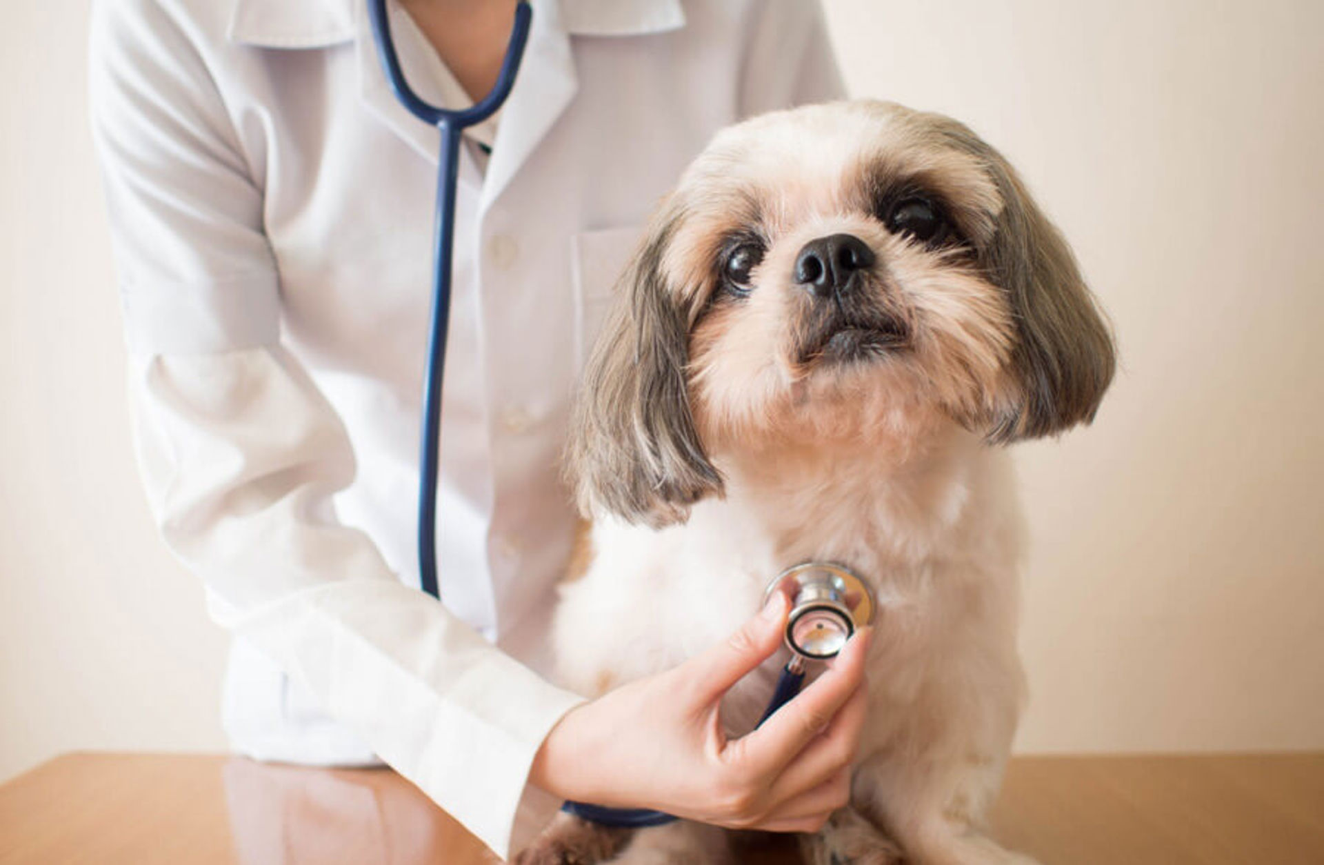 Vet Clinic